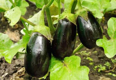 Fresh Eggplant