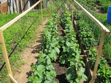 cucumbers in the garden