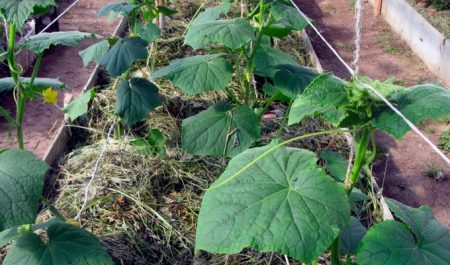 cucumbers