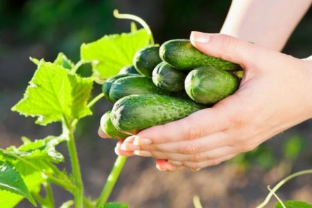 Cucumber Harvest