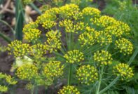 Dill umbrella
