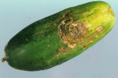 Fighting rot and verticillosis
