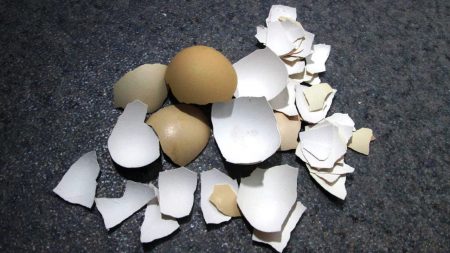 eggshell