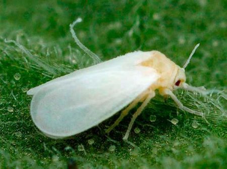 whitefly on tomato