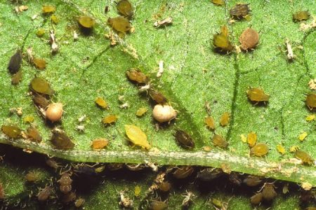 Aphid