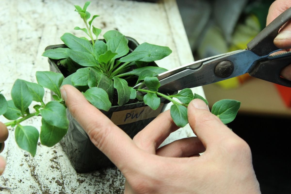 how to pinch a petunia