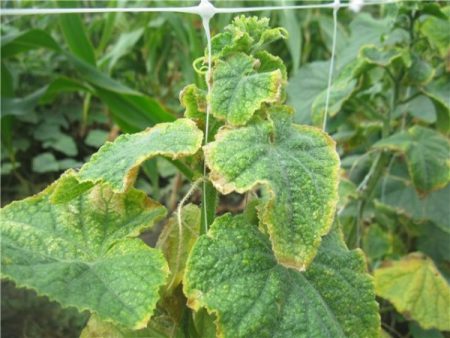 cucumbers