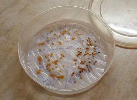 seed soaking