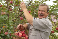 man picks apples