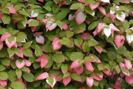 actinidia colomictus