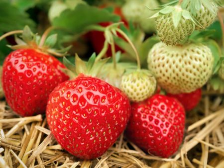 strawberry solution