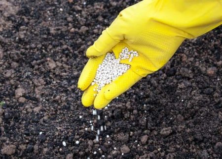mineral fertilizers for onions