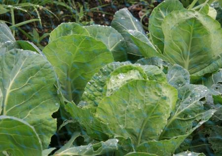 application for cabbage