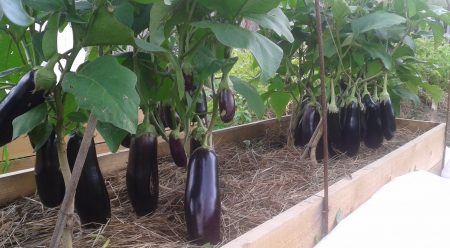 Eggplant