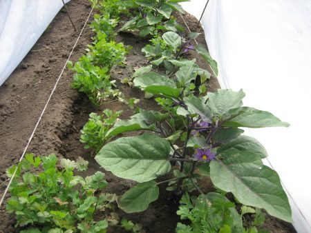 Flowering eggplant