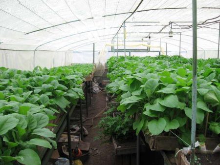 Eggplant greenhouse