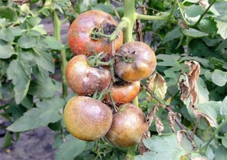 Affected Tomatoes