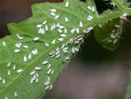 Small pests