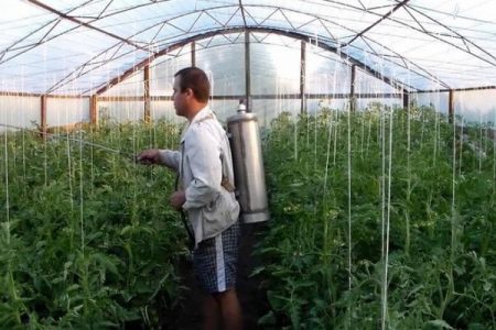A man processes tomatoes in a greenhouse