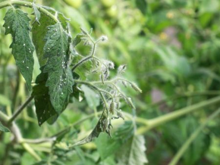 Whitefly Signs