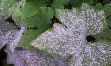 White leaves of cucumbers