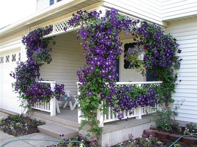 gazebo