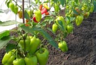 Bell pepper in a greenhouse