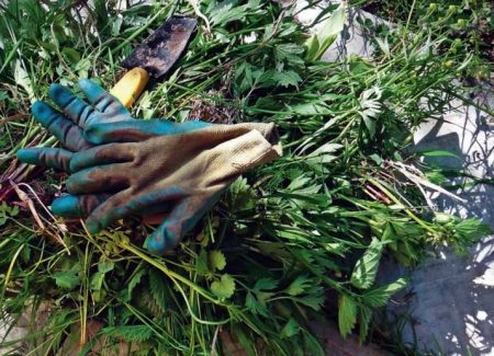 weed control