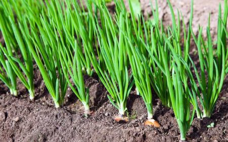 Green onions in the garden