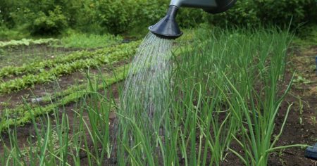Watering