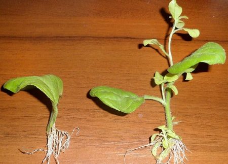 petunia cuttings
