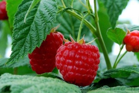 application for raspberries