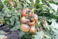 late blight on tomatoes