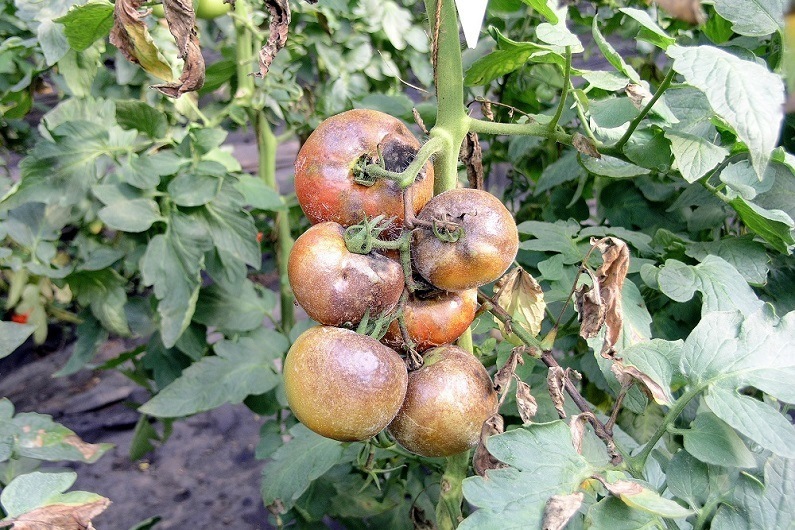 late blight on tomatoes