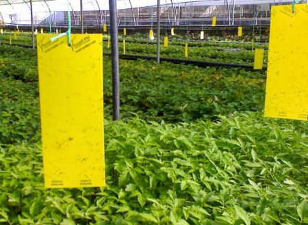 Mechanical insect control method