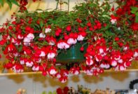 Fuchsia in the country