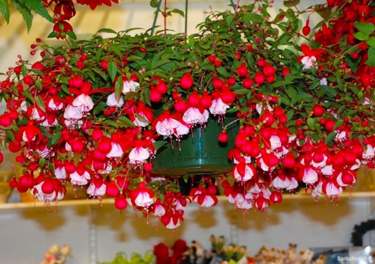 Fuchsia in the country