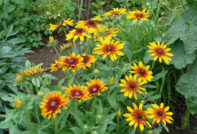 Gaylardia perennial