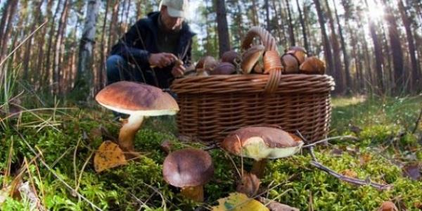 Berba gljiva Porcini u moskovskoj oblasti