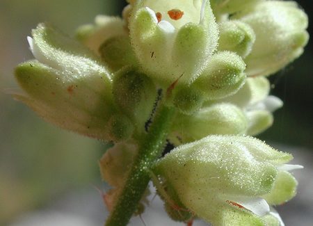 Goiche grickalica