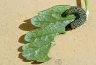 caterpillar on a leaf