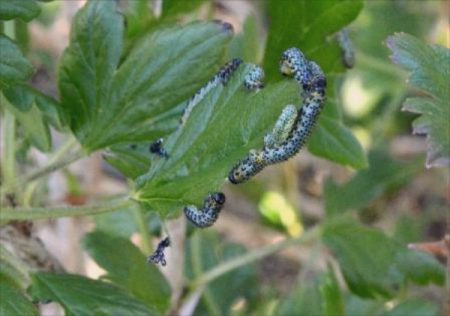 caterpillars