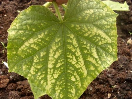 cucumber leaf