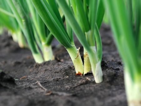 onions in the garden