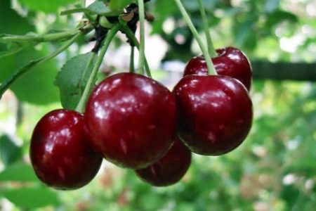 soda for cherries and cherries