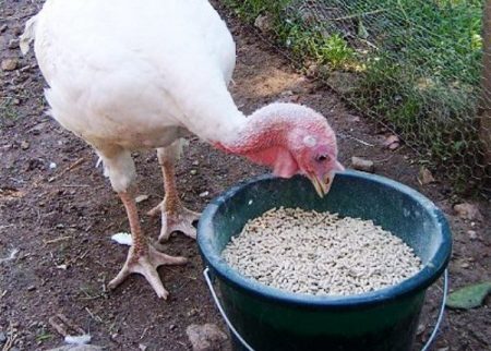 stočna hrana