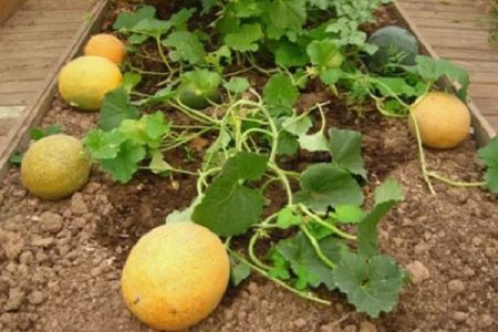 melon crop