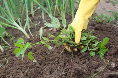 get rid of weeds