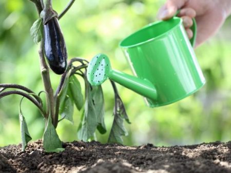 Watering eggplant