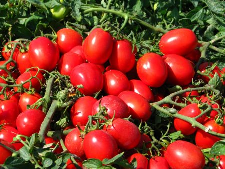 Cuts with tomatoes
